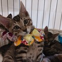 ミルクから育てた甘えん坊きじねこ