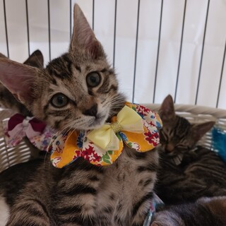 ミルクから育てた甘えん坊きじねこ