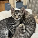 ミルクから育てた抱っこ大好ききじとら猫