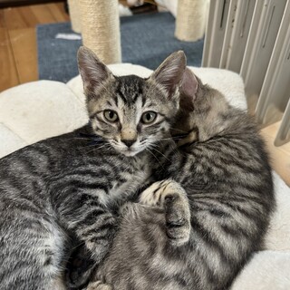 ミルクから育てた抱っこ大好ききじとら猫