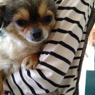 かわいいチワワの女の子