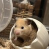 たぬきむじな