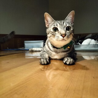 サバトラ☆長男くん