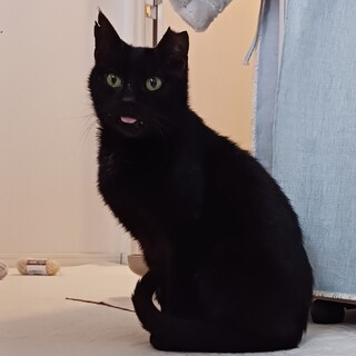 耳がビリビリですが、優しくて温厚なオス猫です♪