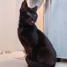 耳がビリビリですが、優しくて温厚なオス猫です♪ サムネイル2