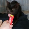 耳がビリビリですが、優しくて温厚なオス猫です♪ サムネイル7