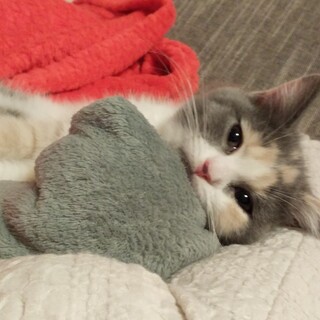 ♡♡ﾀﾞｲﾘｭｰﾄｷｬﾘｺマンチカン