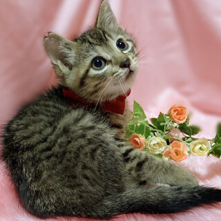 キジ３兄弟！好奇心旺盛『こりす君』