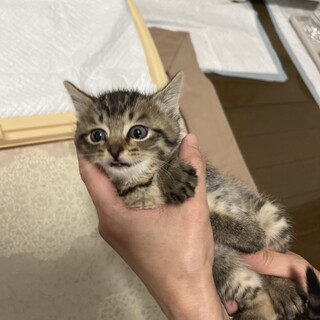 生まれて一カ月ちょっとの女の子です。