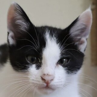 とっても活発な美猫のさんごちゃん！