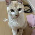 急募！！甘えん坊のごはんくん