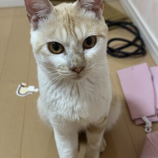 急募！！甘えん坊のごはんくん