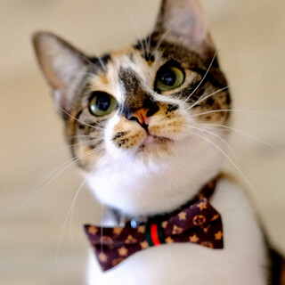 ねぶた♡家族ができました