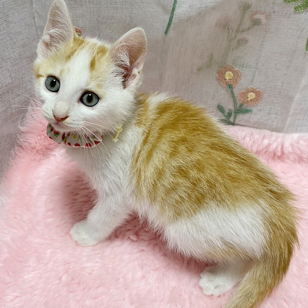 ほわほわ♪茶白ツインズ『」東京都 - 猫の里親募集(490020) 1枚目の
