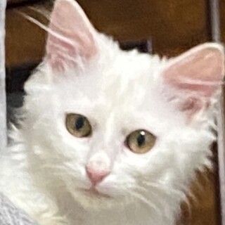 白猫長毛のとっても可愛い♡フワちゃん！