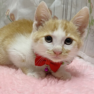 ほわほわ♪茶白ツインズ『きなこ丸くん』2ヶ月