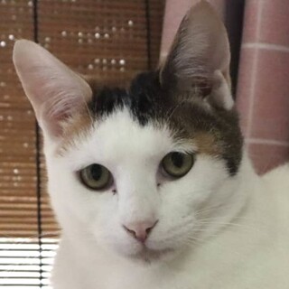 美猫で三毛猫☆猫ちゃん大好きなイアンちゃん！