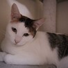 美猫で三毛猫☆猫ちゃん大好きなイアンちゃん！ サムネイル3