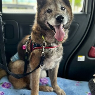 笑顔の可愛いシニア、まだまだ元気な大五郎くん