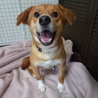 元野犬姉妹　　海(うみ)ちゃん