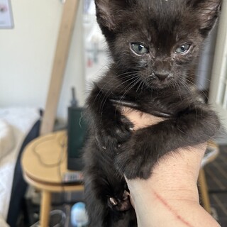 １ヶ月黒猫ゃん
