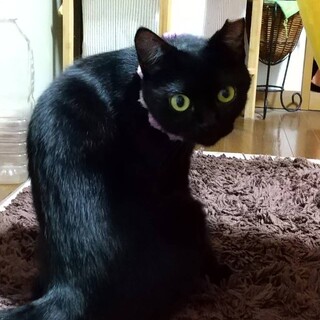 控えめ女子うめちゃん