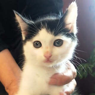 餅のようにもっちり、おっとりした「もち」ちゃん