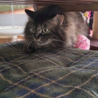 臆病なコそらちゃん