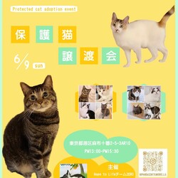 保護猫の譲渡会