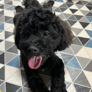 シープーの男の子⭐︎里親募集