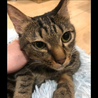 おとなしめなキジトラ猫ちゃん