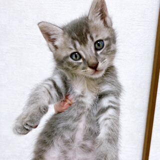 元気印！甘えん坊のやんちゃボーイ1カ月