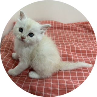 子猫のバニラくん（生後約2カ月）