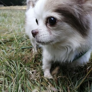 人の近くが好きだけど遊びを知らないチワワ♂えふくん