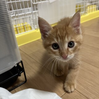 子猫のラムネくん（生後約2カ月）