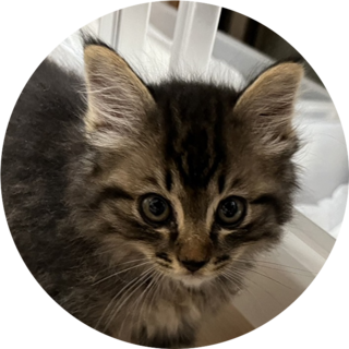 子猫のふわらちゃん（生後約2カ月）