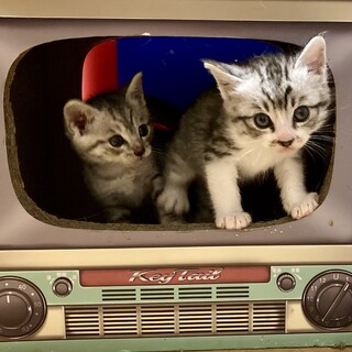 元気いっぱいのサバ白の子猫兄弟