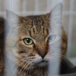 ずっと待っているキジトラのおこげくん