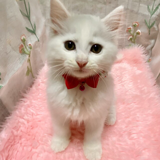 甘々４兄妹❤半長毛の白猫『雪見ちゃん』２ヶ月