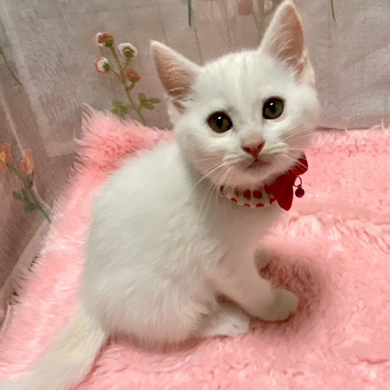 甘々4兄妹❤人懐っこい白」東京都 - 猫の里親募集(490047