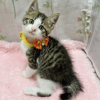 甘々４兄妹❤甘えん坊『もどき君』２ヶ月