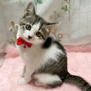 甘々４兄妹❤甘えん坊『小枝ちゃん』２ヶ月