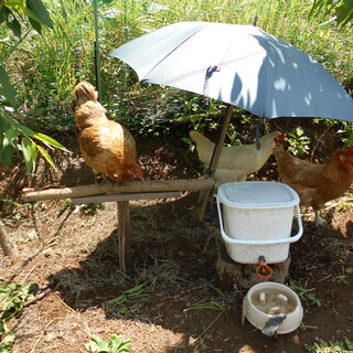 ニワトリ　メス３羽　里親募集（１歳１か月）