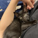 黒猫の男の子