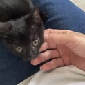黒猫の男の子