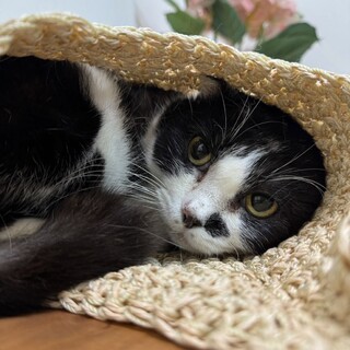 全然動かない真ん丸の猫