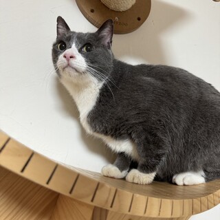 ツヤツヤのグレー白　男の子