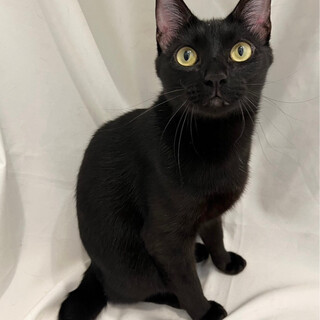 エルモちゃん♀@約2〜3歳