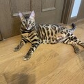 ベンガル　雄