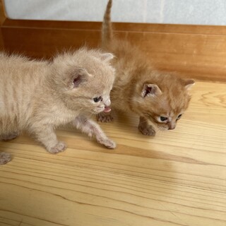 里親候補と相談中の為、一時募集停止中